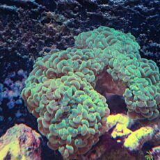 ナガレハナ　メタグリーン　２０２６年２月８日撮影