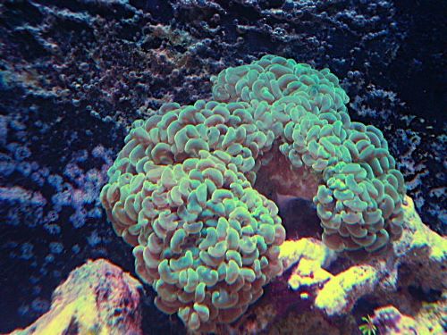 ナガレハナ　メタグリーン　２０２６年２月８日撮影