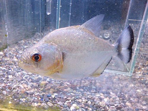 バイオレットブラックピラニア