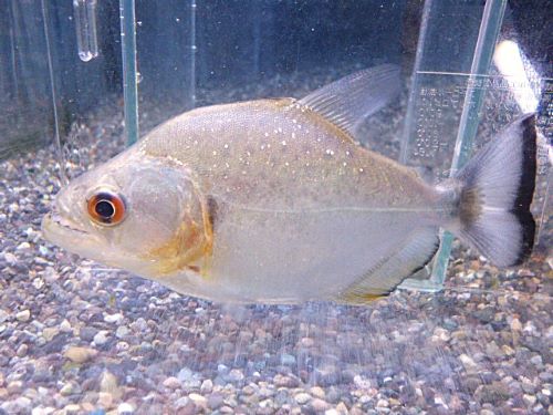 バイオレットブラックピラニア