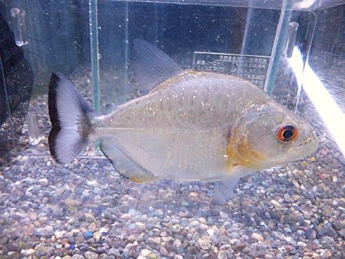 バイオレットブラックピラニア