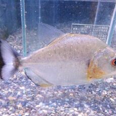 バイオレットブラックピラニア　２０２６年２月５日入荷