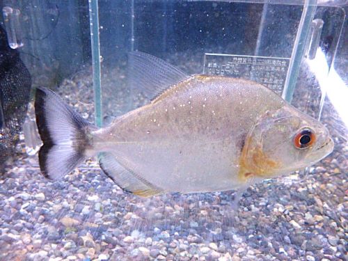 バイオレットブラックピラニア　２０２６年２月５日入荷