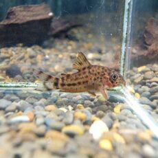 コリドラス　クナーキー　　２０２６年２月６日入荷