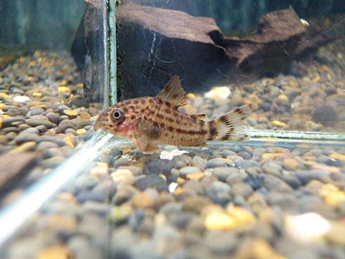 コリドラス　クナーキー