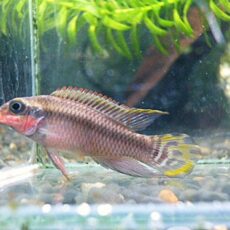 ペルヴィカタエニアータス　ナイジェリアレッド　ペア　Ｒ８年２月３日入荷