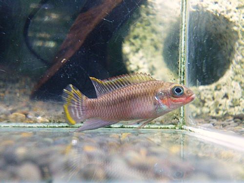 ペルヴィカタエニアータス　ナイジェリアレッド