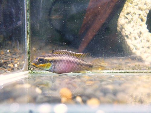 ペルヴィカタエニアータス　ナイジェリアレッド