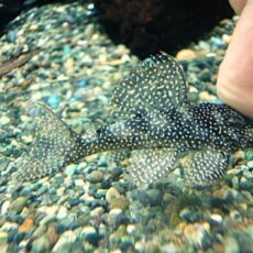 Ｓｐ．メニースポットペコルティア　２０２６年２月７日入荷