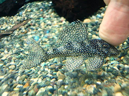 Ｓｐ．メニースポットペコルティア　２０２６年２月７日入荷