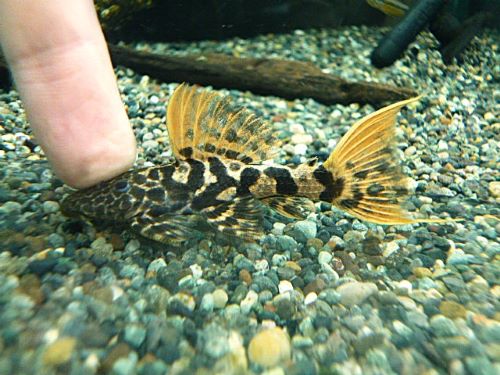 タイタニックトリムプレコ