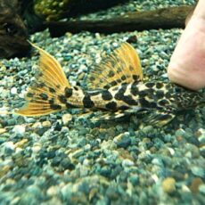 タイタニックトリムプレコ約７ｃｍ　①　２０２６年２月５日入荷