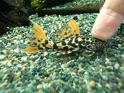 タイタニックトリムプレコ約７ｃｍ　①　２０２６年２月５日入荷