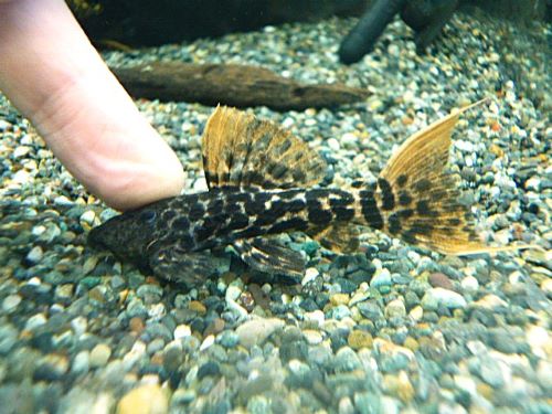 タイタニックトリムプレコ