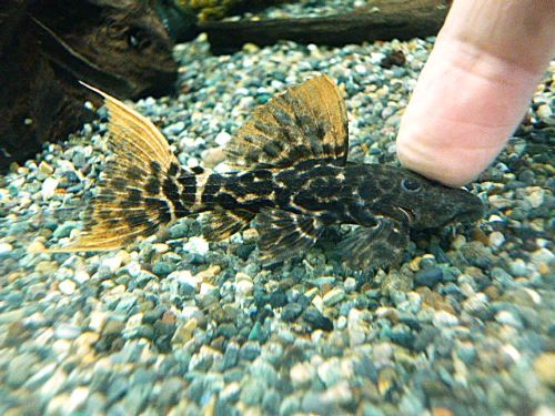 タイタニックトリムプレコ約７ｃｍ　②　２０２６年２月５日入荷