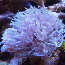 ウミアザミ　２０２６年２月１１日撮影