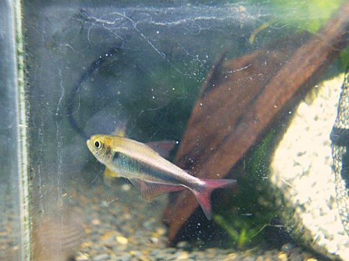 ファラガテトラ