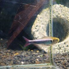 ファラガテトラ　３匹セット　２０２６年２月５日入荷