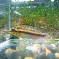 ペルヴィカ　スボケラータスＭＡＴＡＤＩ　ペア　２０２６年１月２３日入荷