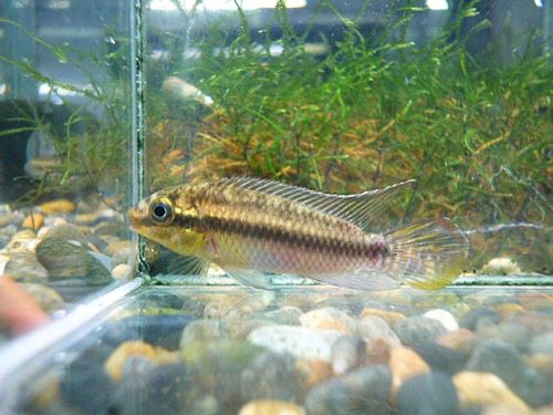 ペルヴィカ　スボケラータスＭＡＴＡＤＩ　ペア　２０２６年１月２３日入荷