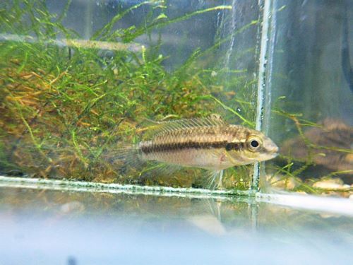 ペルヴィカ　スボケラータス