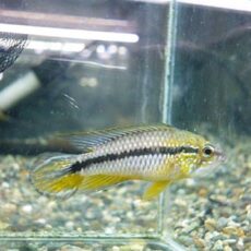 アピスト　アガシジ　クリペア　ペア　２０２６年２月１１日入荷