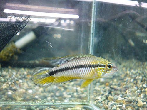 アピスト　アガシジ　クリペア　ペア　２０２６年２月１１日入荷