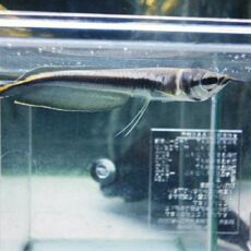 ブラックアロワナ⑦　２０２６年１月２３日入荷