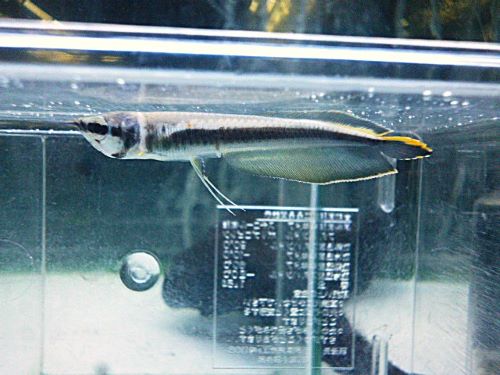 ブラックアロワナ