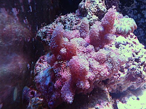 ヌメリトサカ　２０２６年２月１２日撮影