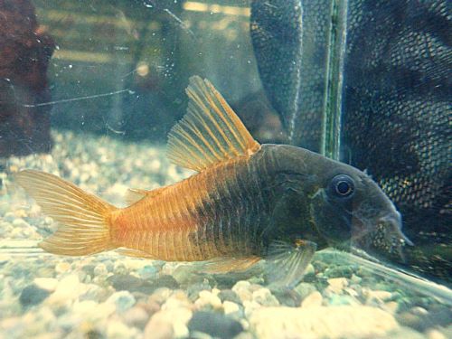 コリドラス　ビーコンコロール②　２０２６年１月２３日入荷