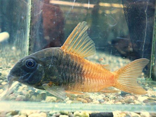 コリドラス　ビーコンコロール