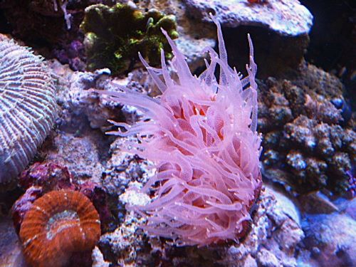 ウチウラタコアシサンゴ