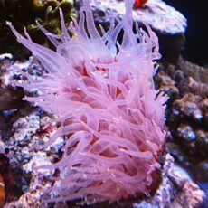 ウチウラタコアシサンゴ　ピンク　２０２６年２月１３日撮影