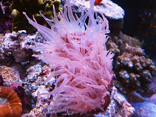 ウチウラタコアシサンゴ　ピンク　２０２６年２月１３日撮影