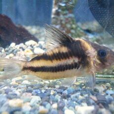 コリドラス　ビファシアータス①　２０２５年１２月１６日入荷