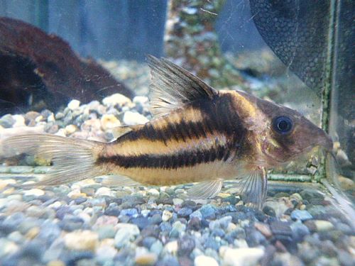 コリドラス　ビファシアータス①　２０２５年１２月１６日入荷