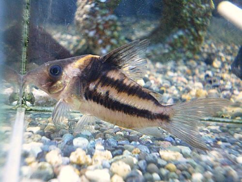 コリドラス　ビファシアータス