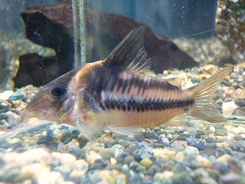 コリドラス　ビファシアータス