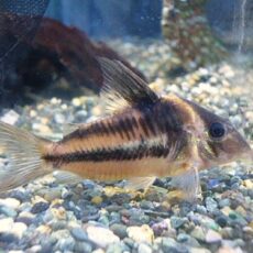 コリドラス　ビファシアータス②　２０２５年１２月１６日入荷