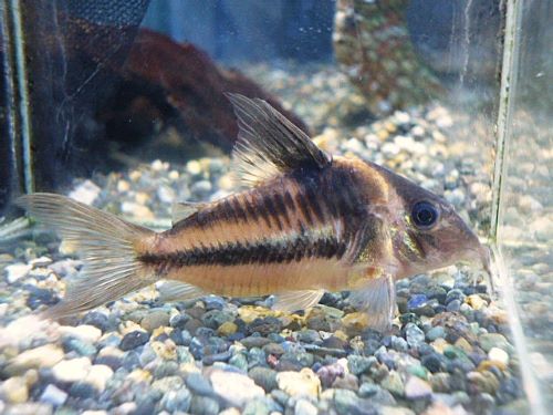 コリドラス　ビファシアータス②　２０２５年１２月１６日入荷