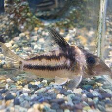 コリドラス　ビファシアータス③　２０２５年１２月１６日入荷