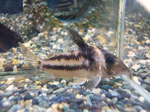 コリドラス　ビファシアータス③　２０２５年１２月１６日入荷