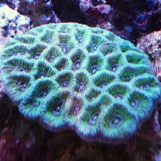 カメノコキクメイシ　メタグリーン　２０２６年２月１３日撮影