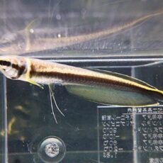 ブラックアロワナ⑧　２０２６年１月２３日入荷