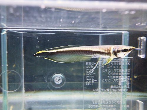 ブラックアロワナ