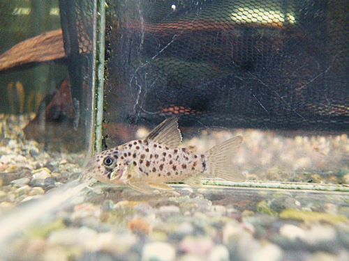 コリドラス　ヨッシャー