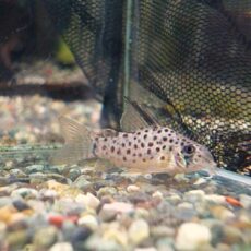 コリドラス　ヨッシャー　２０２６年２月１１日入荷