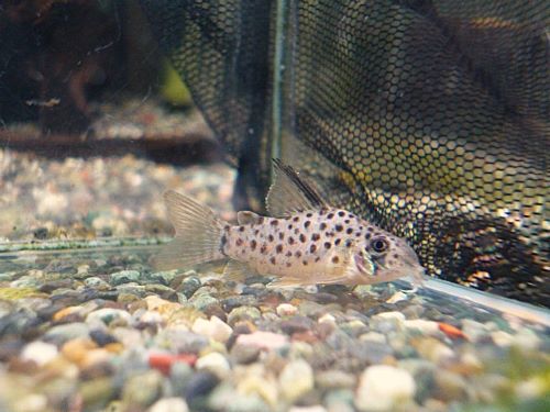 コリドラス　ヨッシャー　２０２６年２月１１日入荷