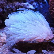 ウチウラタコアシサンゴ　ホワイト　２０２６年２月１４日撮影